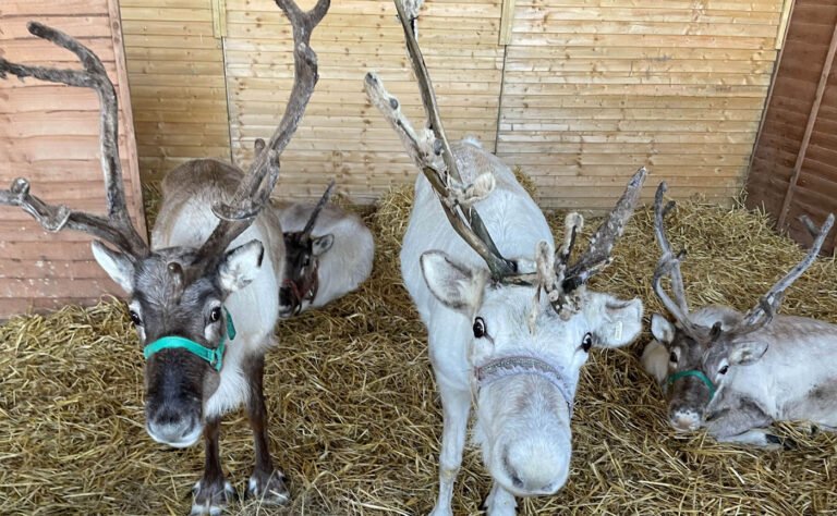 Reindeer